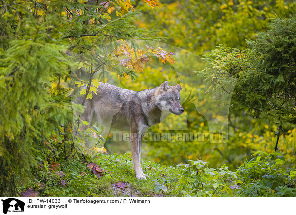 Eurasischer Grauwolf / eurasian greywolf / PW-14033