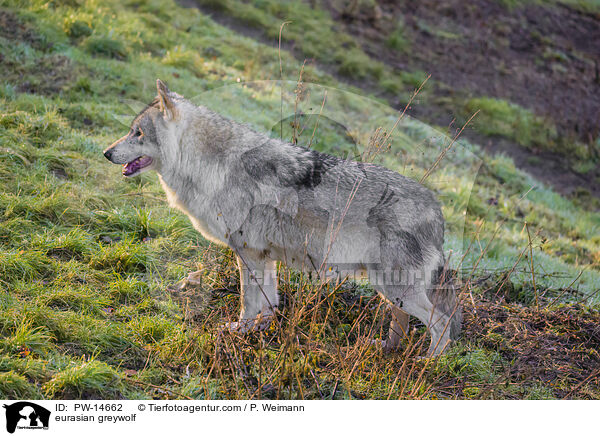 Eurasischer Grauwolf / eurasian greywolf / PW-14662