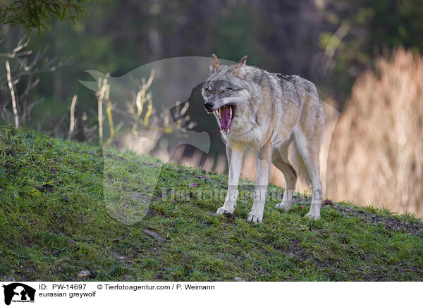 Eurasischer Grauwolf / eurasian greywolf / PW-14697
