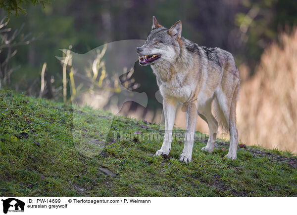 Eurasischer Grauwolf / eurasian greywolf / PW-14699