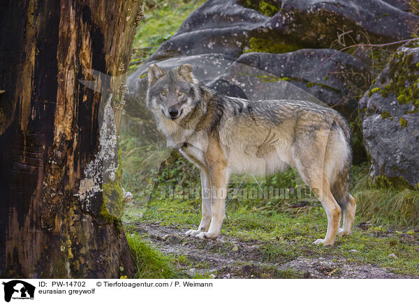 Eurasischer Grauwolf / eurasian greywolf / PW-14702