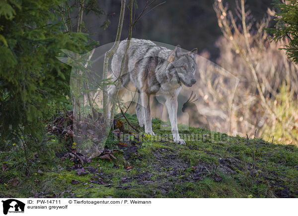 Eurasischer Grauwolf / eurasian greywolf / PW-14711