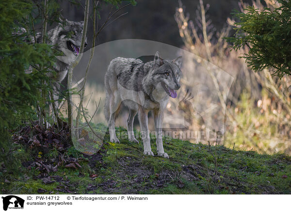 Eurasische Grauwlfe / eurasian greywolves / PW-14712