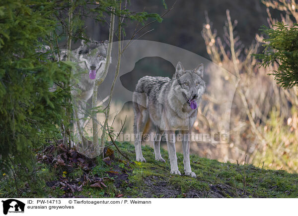 Eurasische Grauwlfe / eurasian greywolves / PW-14713