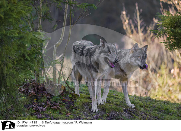 Eurasische Grauwlfe / eurasian greywolves / PW-14715