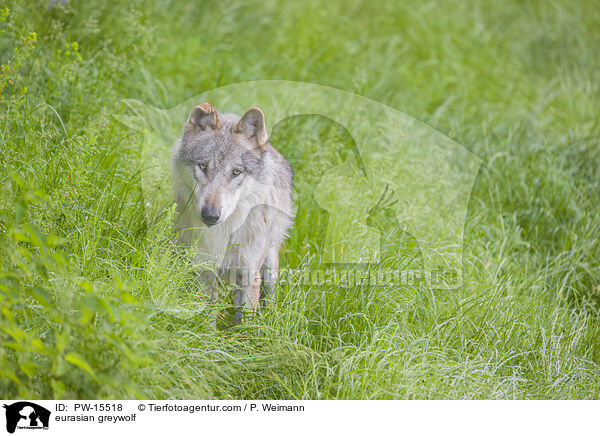 Eurasischer Grauwolf / eurasian greywolf / PW-15518