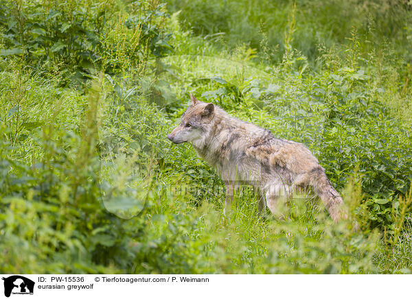 Eurasischer Grauwolf / eurasian greywolf / PW-15536