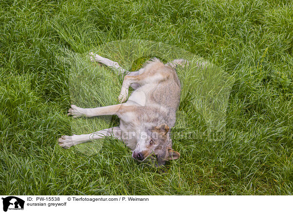 Eurasischer Grauwolf / eurasian greywolf / PW-15538