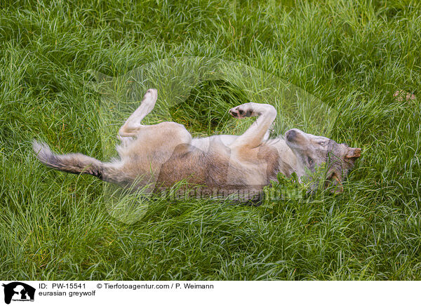 Eurasischer Grauwolf / eurasian greywolf / PW-15541