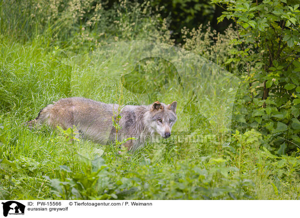 Eurasischer Grauwolf / eurasian greywolf / PW-15566