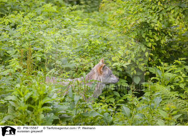 Eurasischer Grauwolf / eurasian greywolf / PW-15567