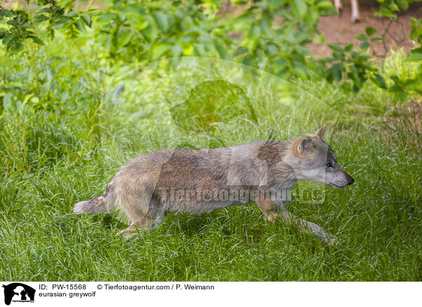 Eurasischer Grauwolf / eurasian greywolf / PW-15568