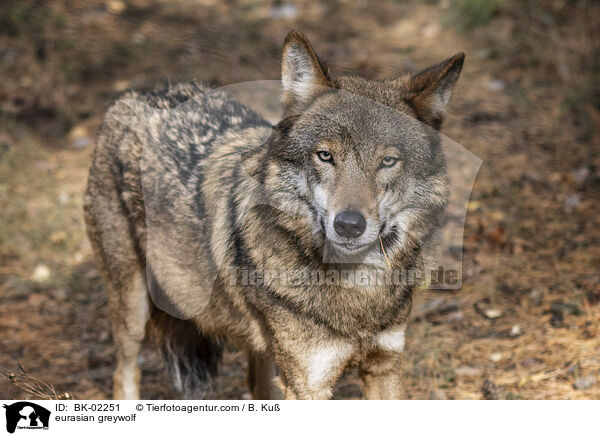 Eurasischer Grauwolf / eurasian greywolf / BK-02251
