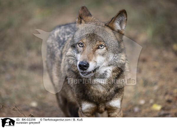 eurasian greywolf / BK-02256