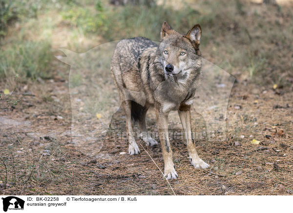 eurasian greywolf / BK-02258