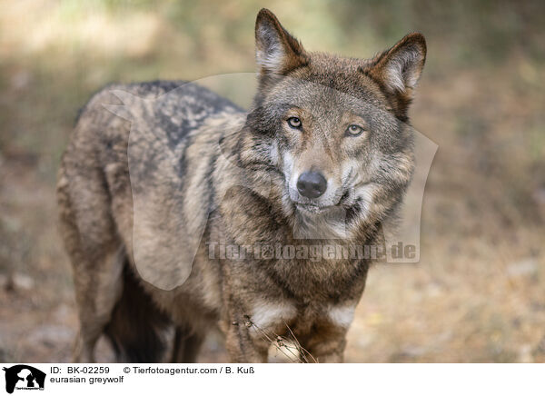 eurasian greywolf / BK-02259