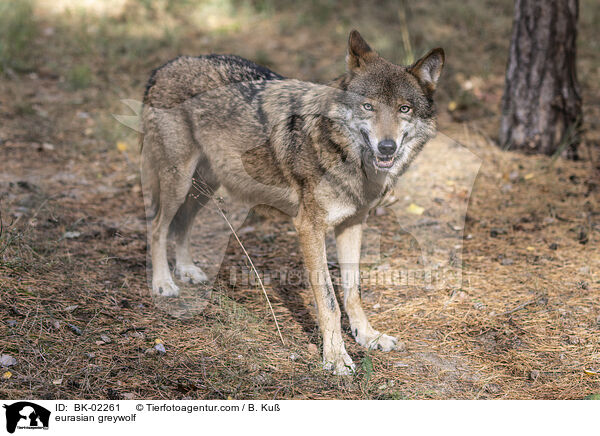 eurasian greywolf / BK-02261