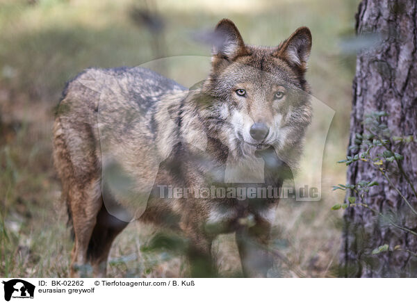 eurasian greywolf / BK-02262