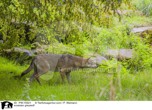 eurasian greywolf / PW-15921