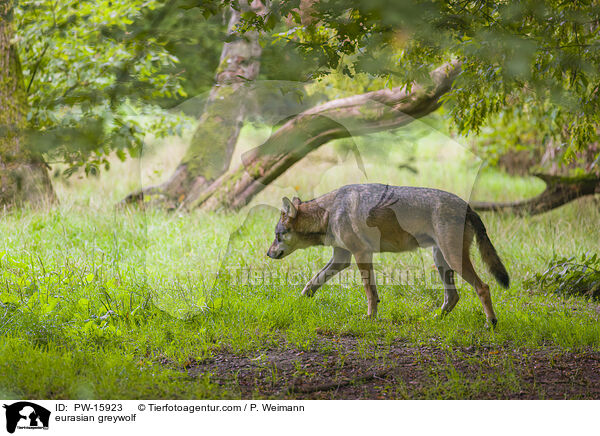 Eurasischer Grauwolf / eurasian greywolf / PW-15923