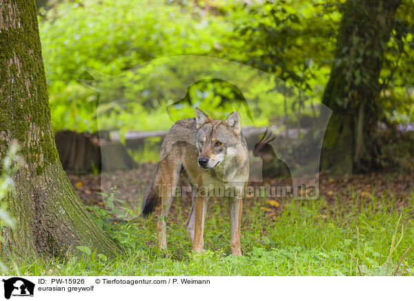 eurasian greywolf / PW-15926