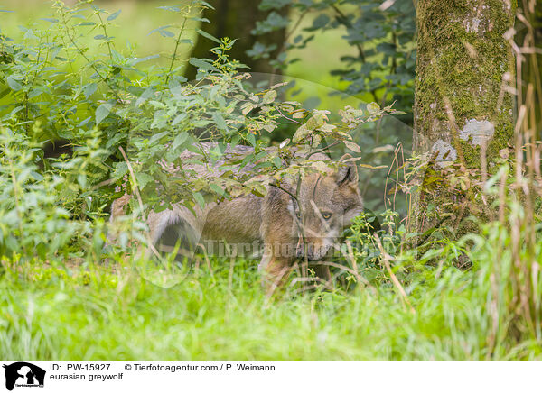 Eurasischer Grauwolf / eurasian greywolf / PW-15927