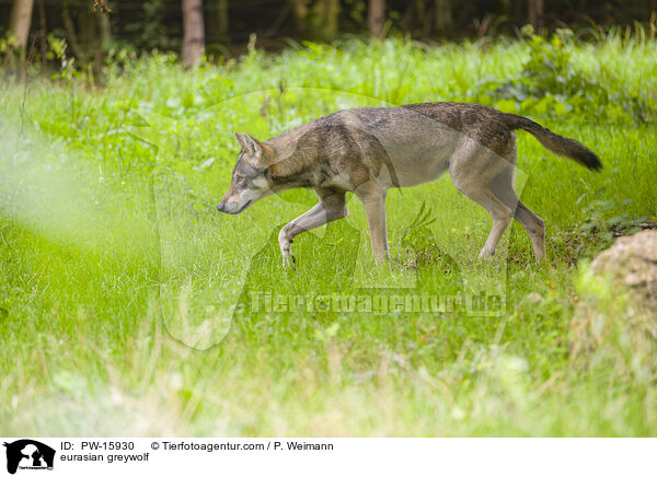 Eurasischer Grauwolf / eurasian greywolf / PW-15930