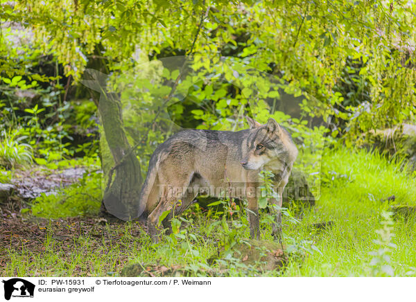 Eurasischer Grauwolf / eurasian greywolf / PW-15931