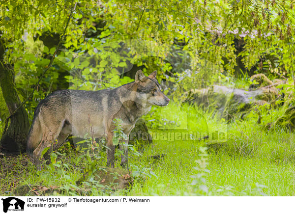 eurasian greywolf / PW-15932