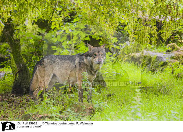 Eurasischer Grauwolf / eurasian greywolf / PW-15933