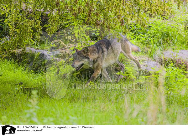 Eurasischer Grauwolf / eurasian greywolf / PW-15937