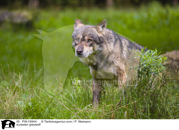Eurasischer Grauwolf / eurasian greywolf / PW-15944