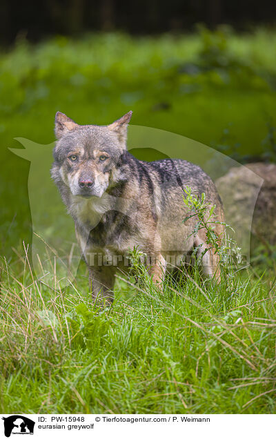 Eurasischer Grauwolf / eurasian greywolf / PW-15948