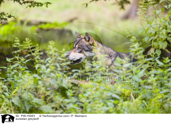 Eurasischer Grauwolf / eurasian greywolf / PW-15953