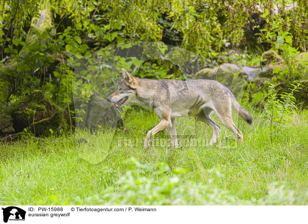 Eurasischer Grauwolf / eurasian greywolf / PW-15988