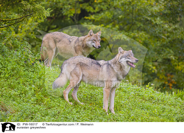 eurasian greywolves / PW-16017