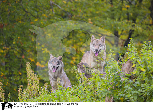 eurasian greywolves / PW-16018
