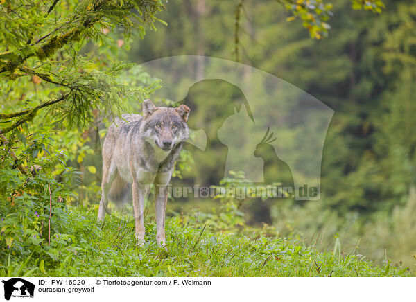 eurasian greywolf / PW-16020