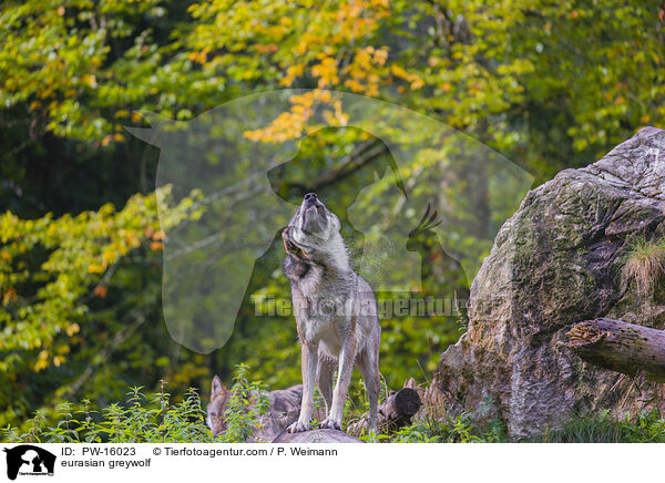 eurasian greywolf / PW-16023