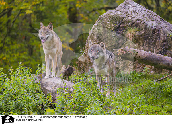 eurasian greywolves / PW-16025