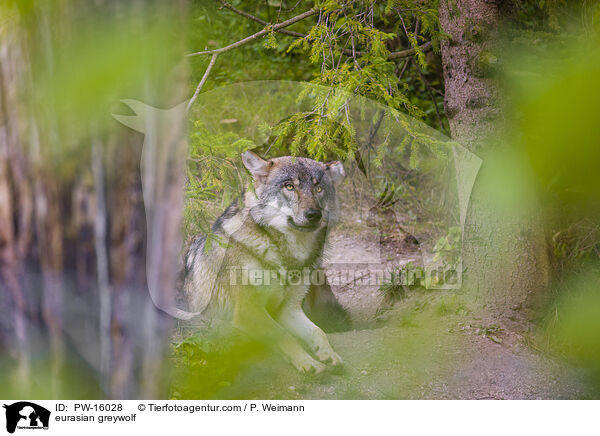 eurasian greywolf / PW-16028