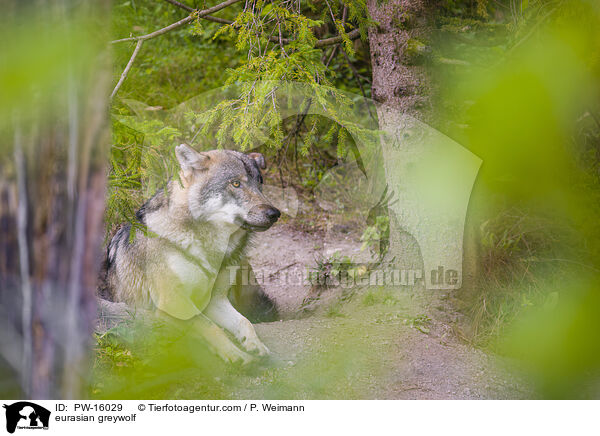 Eurasischer Grauwolf / eurasian greywolf / PW-16029