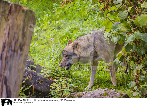 eurasian greywolf / PW-16035