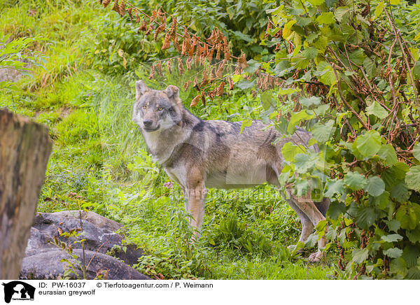 eurasian greywolf / PW-16037