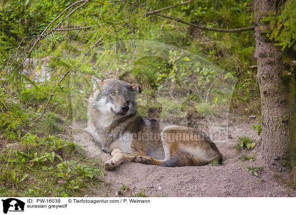 Eurasischer Grauwolf / eurasian greywolf / PW-16039