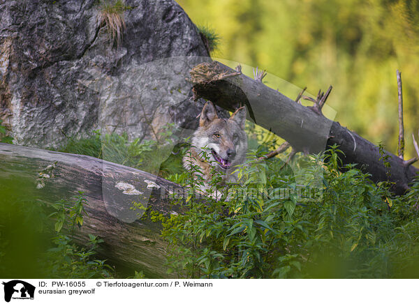 Eurasischer Grauwolf / eurasian greywolf / PW-16055