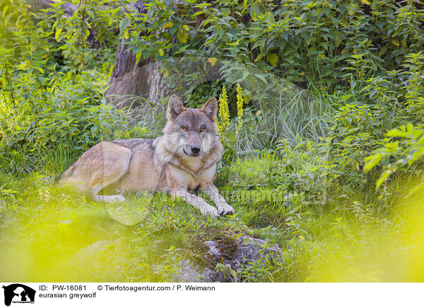 Eurasischer Grauwolf / eurasian greywolf / PW-16081