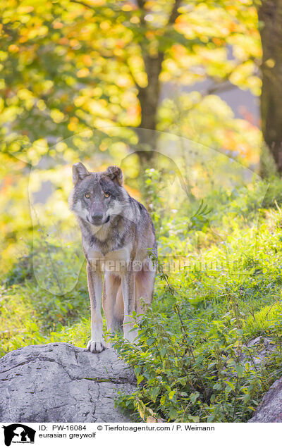 Eurasischer Grauwolf / eurasian greywolf / PW-16084