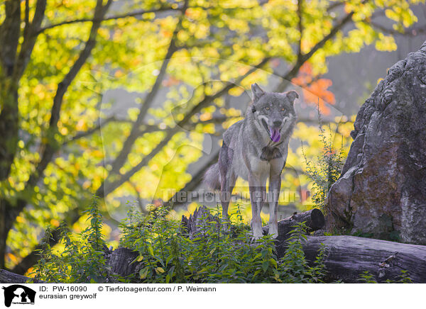 eurasian greywolf / PW-16090