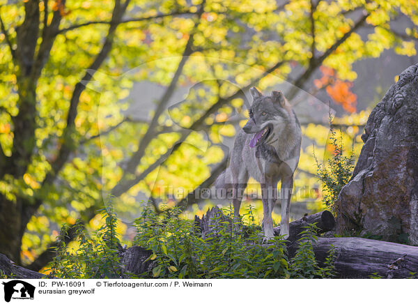 eurasian greywolf / PW-16091